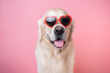 A Beautiful Dog With Heart-shaped Glasses Sits On A Pink Background. Golden Retriever In Red Valentine's Day Glasses