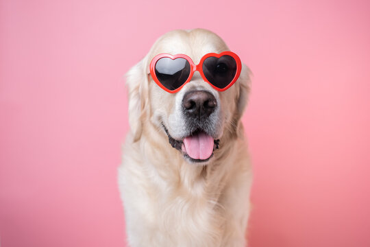 a beautiful dog with heart-shaped glasses sits on a pink background. golden retriever in red valenti