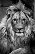 Portrait of an African Lion (Panthera leo)