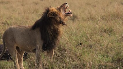 Poster - Lion in the Maasai Mara, Africa 