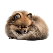 Sleeping Pomeranian Dog In A Invisible Background Generative AI