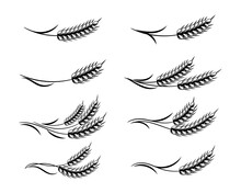 Set Of Spikelets Of Wheat, Rye, Barley, Line Art. Decor Elements, Logo, Icons, Vector