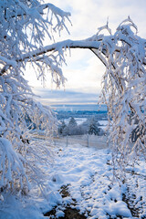 Sticker - Heavy snow on a tree framing in a highway a nice vista.