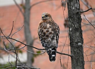 red shouldered hawk on a tree