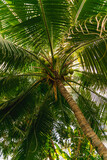 Fototapeta Do akwarium - coconut palm tree