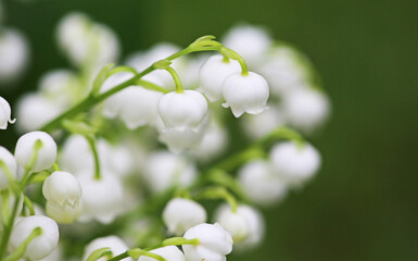 Poster - Convallaria macro