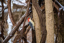 Red Bellied Woodpecker On Tree Trunk