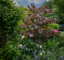 The Focal Point Of This Beautiful Backyard Is The Vivid Reddish Colored Forest Pansy Eastern Redbud. Pale Pink Peonies Are Growing Up Through The Limbs. Dutchman's Pipe Vine Entwined Around Branches. 