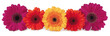 Five Gerbera flower heads in red magneta and yellow orange neatly arranged in a row transparent png file

