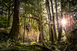 © Cavan Images - Rock climbing athlete boulders in the lush forrest of Squamish.