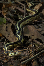 Eastern Garter Snake (Thamnophis Sirtalis Sirtalis) On Forest Floor