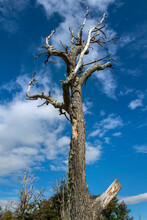 Dead Tree On Tierra Del Fuego, Argentina