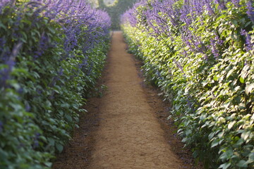 Wall Mural - lavender field in region