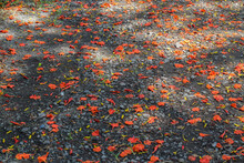 The Red Phoenix Flower Fell On The Ground. Flamboyant, Royal Poinciana Tree And Mohur.