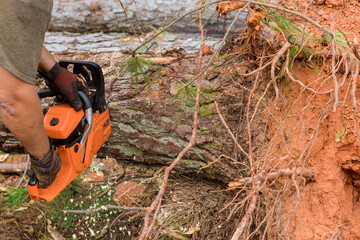 Wall Mural - While cutting down trees with chainsaw, an employee is cutting trees with chainsaw resulting in destruction of forests as result.