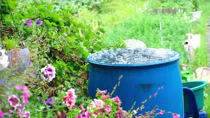 Wall Mural - A blue barrel for collecting rainwater. Collecting rainwater in a plastic container. Collecting rainwater for watering the garden. Ecological collection of water for crop irrigation.