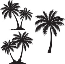 Palm Tree On White Background