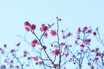  寒い日が続くが、梅の花が綻び始めた。青空に紅色が映える。神戸岡本の梅林公園で撮影