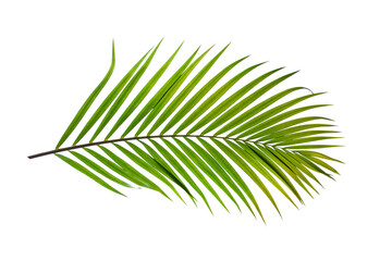 Sticker - tropical palm leaf isolated on white background, summer background