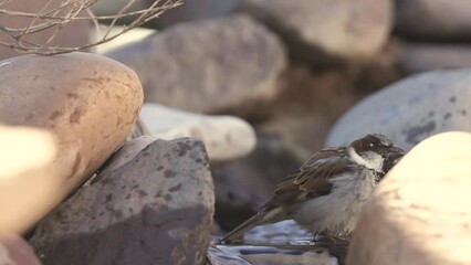 Wall Mural - A male house sparrow scatters droplets of water everywhere as he washes in shallow water between rounded rocks with morning sunshine lighting the scene. 