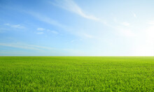Landscape View Of Grass Field With Blue Sky Background.