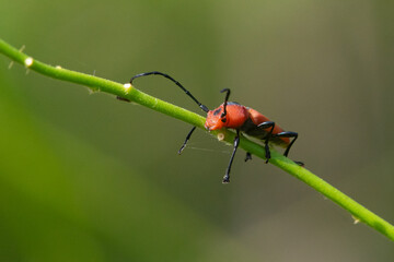 Wall Mural - A red longhorn beetle basking on a grass stalk with bokeh background 