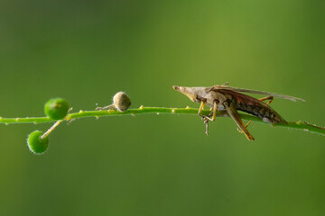 Wall Mural - A conehead grasshopper basking on a bush stalk in the morning with bokeh background 