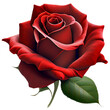canvas print picture - flower rose flora blossom bloom petal nature garden floweret floret red