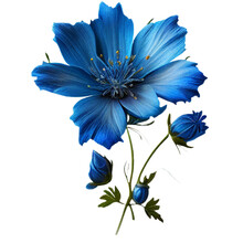 Flower Daisy Blue Flax Flora Blossom Bloom Petal Nature Garden Floweret Floret Blue