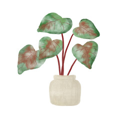 Caladium in white pot watercolor style.