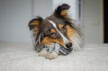 Cute Brown Gray Tricolor Dog Shetland Sheepdog Breed On Bed At Home. Young Sheltie Is Playing With Rope Toy In Flat