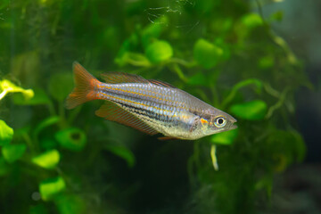 Wall Mural - Melanotaenia maccullochi - Dwarf Rainbowfish