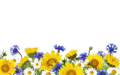 Wall Mural - sunflowers, daisy flowers and knapweeds in a border arrangement isolated on white or transparent bac