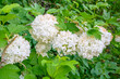 © Evgeniy - Blooming spring flowers. Large beautiful white balls of blooming Viburnum opulus Roseum Boule de Neige . White Guelder Rose or Viburnum opulus Sterilis, Snowball Bush, European Snowball.