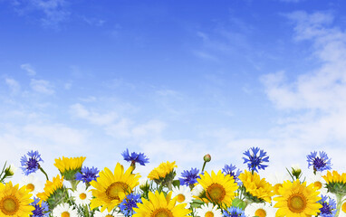 Sunflowers, daisy flowers and knapweeds in a border arrangement over blu sky