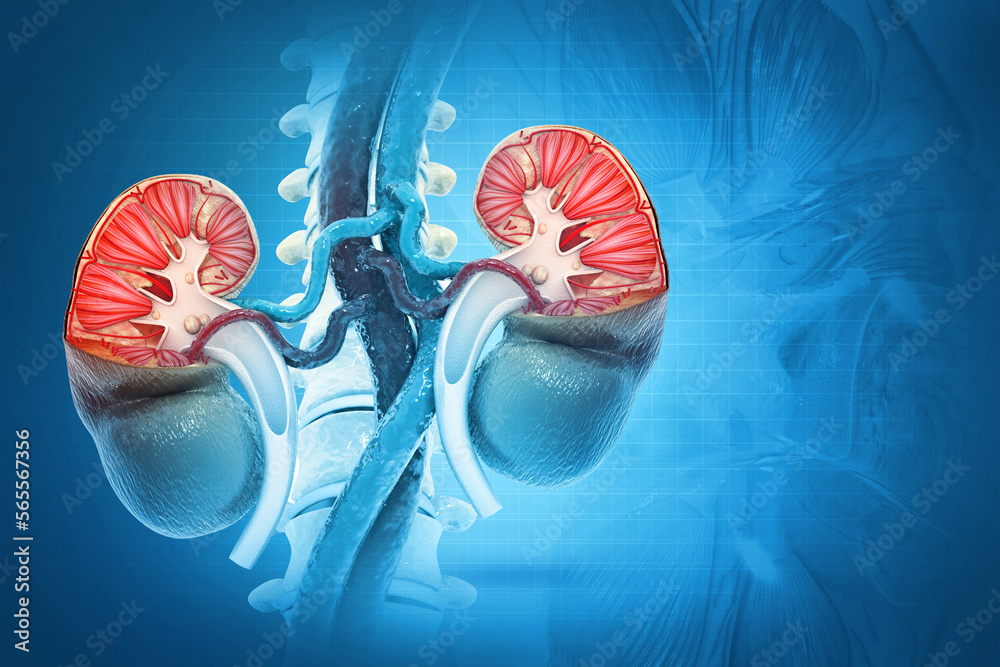 Kidneys, Human kidney anatomy cross section, scientific background, 3d illustration