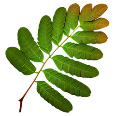Wall Mural - leaf05 tamarind leaf leaf leaves plant nature foliage stalk green tree transparent background cutout
