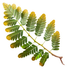 Wall Mural - leaf06 tamarind leaf leaf leaves plant nature foliage stalk green tree transparent background cutout