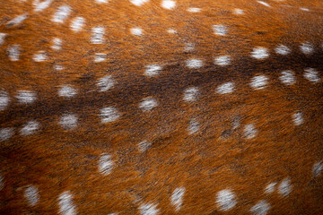 Wall Mural - sika deer fur close up. red animal fur background, fur texture. dappled deer.