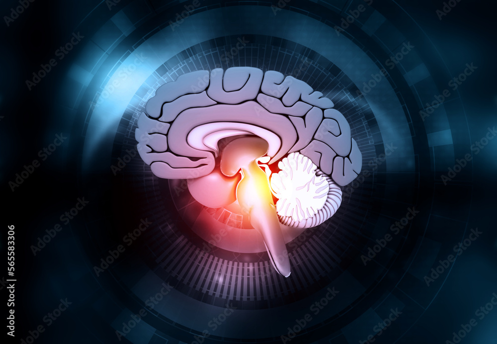 Human brain cross section anatomy. 3d illustration.. Stock Illustration ...