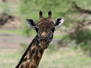 Wall Mural - Giraffe in Tanzania