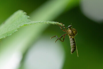 Wall Mural - A robber fly called bison robber fly from the family asilidae native to Indonesia hanging on swirly vine