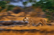 Artistic photo, blur motion art - lion. Botswana wildlife. Lion, fire burned destroyed savannah. Animal in fire burnt place, lion lying in black ash and cinders, Savuti, Africa.