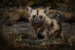 Africa - wild dog liyng, Moremi, Khwai in Botswana, Africa. Dangerous spotted animal with big ears. Hunting African painted dog on African safari. Wildlife scene from