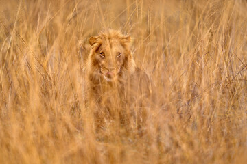 Wall Mural - Lion hidden behind the tree branch in Okavango delta, Botswana. Safari in Africa. African lion in the grass, with beautiful evening light. Wildlife scene from nature. Animal in Africa.