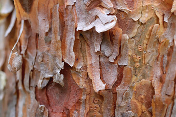 Wall Mural - Pine tree bark. Green leaf texture. Nature floral background. Organic botanical beauty macro closeup.