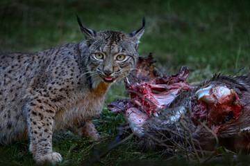 Wall Mural - lynx, close-up detail of catch doe kill, spain wildlife. iberian lynx, lynx pardinus, wild cat endem