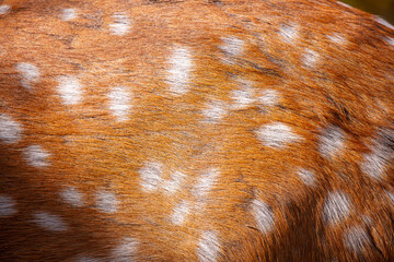Wall Mural - sika deer fur close up. red animal fur background, fur texture. dappled deer.