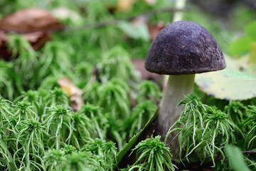 Wall Mural - White borovik mushroom. Green leaf texture. Nature floral background. Organic botanical beauty macro closeup.