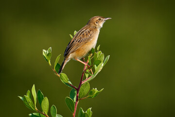 Wall Mural - Zitting Cisticola, Cisticola juncidis, bird in the nature, Okavango dewlta in Botswana